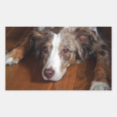 オーストラリアの羊飼い赤いメルレ敷設フラット 長方形シール (正面)