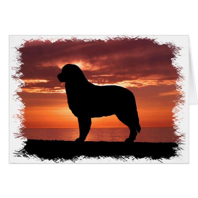 オーストラリアの羊飼い (正面横)