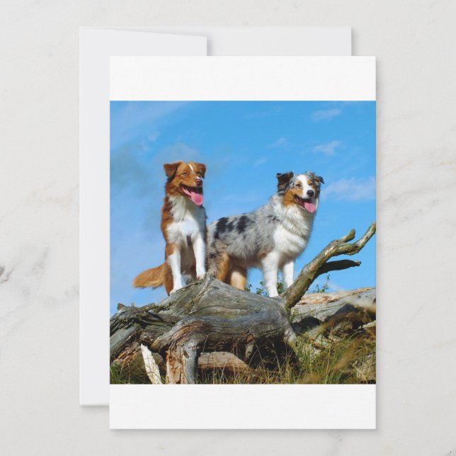 オーストラリアの羊飼い2人 (正面)