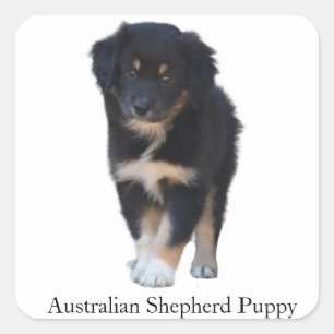 オーストラリアの羊飼い（オージー）子犬種のシール スクエアシール