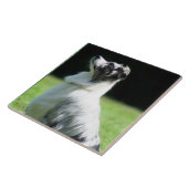 オーストラリアの羊飼い タイル (側面)