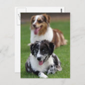 オーストラリアの羊飼い ポストカード (正面/裏面)