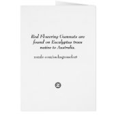 オーストラリアの赤い花盛りのgumnutsの水彩画の芸術 (裏面)