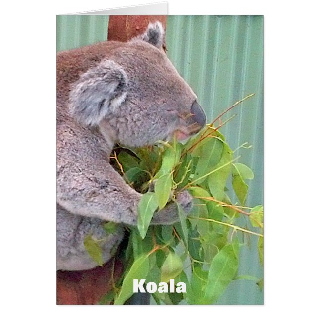 オーストラリアの野性生物カード (正面)