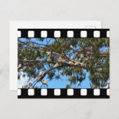 オーストラリアの野生のクインシーがガムの木に ポストカード (正面/裏面)