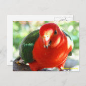 オーストラリアの雄のオウム ポストカード (正面/裏面)