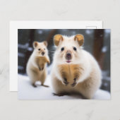 オーストラリアの雪のクッカインスノークカ ポストカード (正面/裏面)