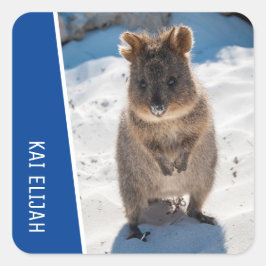 オーストラリアの青いビーチのクオッカかわいい動物 スクエアシール