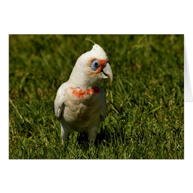 オーストラリアの鳥を飛ばすコレリャのくちばしの鳥羽 (正面横)