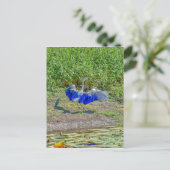 オーストラリアの鳥ストークAUSTRALIAN BIRD STORK AUSTRALIA ポストカード (スタンド正面)