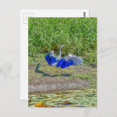 オーストラリアの鳥ストークAUSTRALIAN BIRD STORK AUSTRALIA ポストカード (正面/裏面)