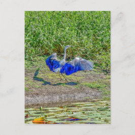 オーストラリアの鳥ストークAUSTRALIAN BIRD STORK AUSTRALIA ポストカード