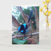 オーストラリアの鳥、スパーブ·フェアリー·ウレン。 カード (黄色い花)