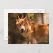 オーストラリアのDingoはがき ポストカード (正面/裏面)
