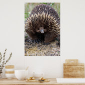 オーストラリアのEchidnaかわいい動物の写真 ポスター (キッチン)