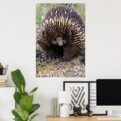 オーストラリアのEchidnaかわいい動物の写真 ポスター (ホームオフィス)