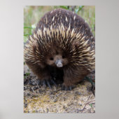 オーストラリアのEchidnaかわいい動物の写真 ポスター (正面)