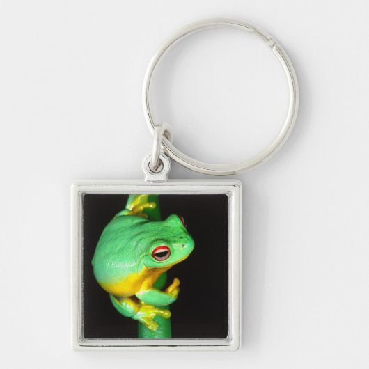 オーストラリアアカメアマガエル, Litoria chloris, キーホルダー (正面)