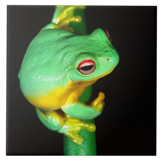 オーストラリアアカメアマガエル, Litoria chloris, タイル (正面)