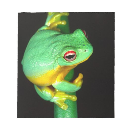 オーストラリアアカメアマガエル, Litoria chloris, ノートパッド (正面)