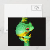オーストラリアアカメアマガエル, Litoria chloris, ポストカード (正面/裏面)