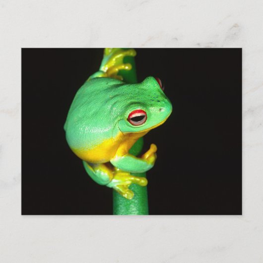 オーストラリアアカメアマガエル, Litoria chloris, ポストカード (正面)