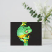 オーストラリアアカメアマガエル, Litoria chloris, ポストカード (スタンド正面)