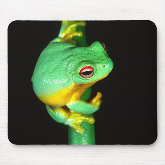 オーストラリアアカメアマガエル, Litoria chloris, マウスパッド (正面)
