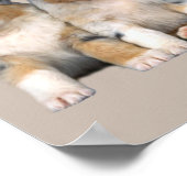 オーストラリアシェパピーズプリント ポスター (角)