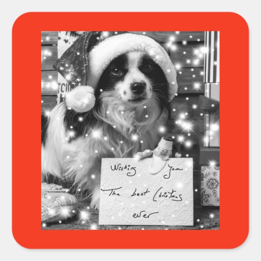 オーストラリアシェパードスクエアステッカー スクエアシール (正面)