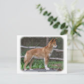 オーストラリアディンゴ 9Y209D-268 ポストカード (スタンド正面)