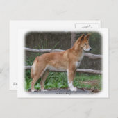 オーストラリアディンゴ 9Y209D-268 ポストカード (正面/裏面)