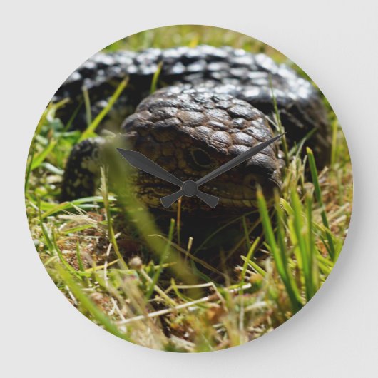 オーストラリアトカゲ（スタンピー）   ラージ壁時計 (正面)