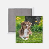 オーストラリアパーソナライズされたモダンの羊飼い犬の写真 マグネット (正面/裏面)