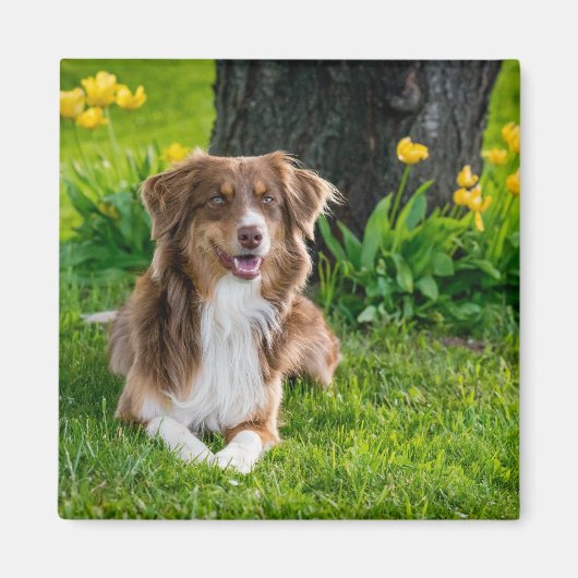 オーストラリアパーソナライズされたモダンの羊飼い犬の写真 マグネット (正面)