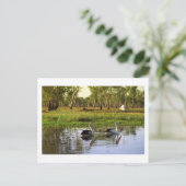 オーストラリアペリカン、カカドゥ国立公園、北テリトリー ポストカード (スタンド正面)