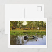 オーストラリアペリカン、カカドゥ国立公園、北テリトリー ポストカード (正面/裏面)