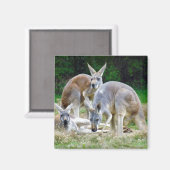 オーストラリアリラックスのカンガルーの日 マグネット (正面/裏面)