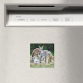 オーストラリアリラックスのカンガルーの日 マグネット (インサイチュ (食洗機))