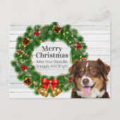 オーストラリアン・シェパード クリスマス (正面)