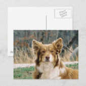 オーストラリアン・シェパード・ドッグのポストカード ポストカード (正面/裏面)