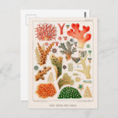 オーストラリアヴィンテージ素晴らしバリアリーフコーラルポスター ポストカード (正面/裏面)