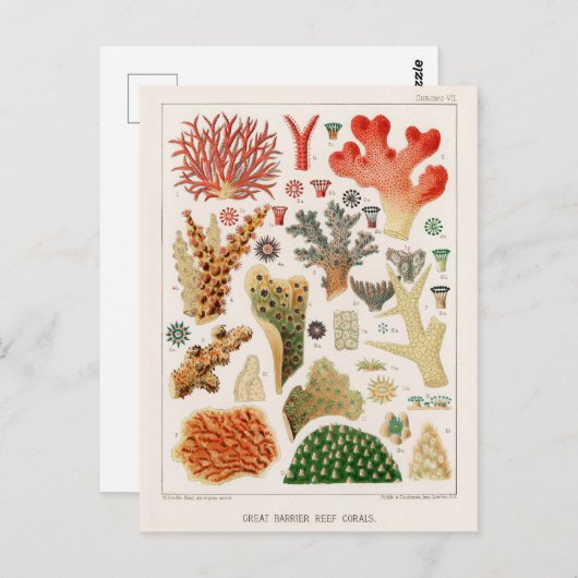 オーストラリアヴィンテージ素晴らしバリアリーフコーラルポスター ポストカード (正面/裏面)