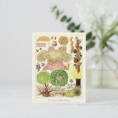 オーストラリアヴィンテージ素晴らしバリアリーフポスター ポストカード (スタンド正面)