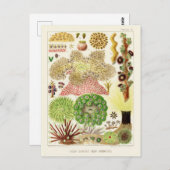 オーストラリアヴィンテージ素晴らしバリアリーフポスター ポストカード (正面/裏面)