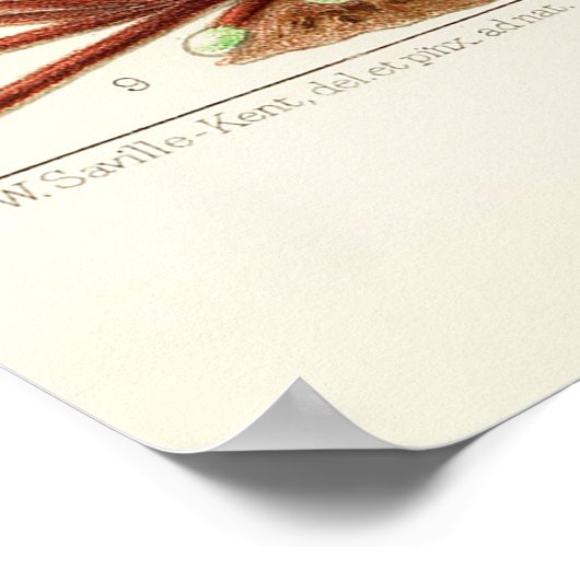 オーストラリアヴィンテージ素晴らしバリアリーフ ポスター (角)