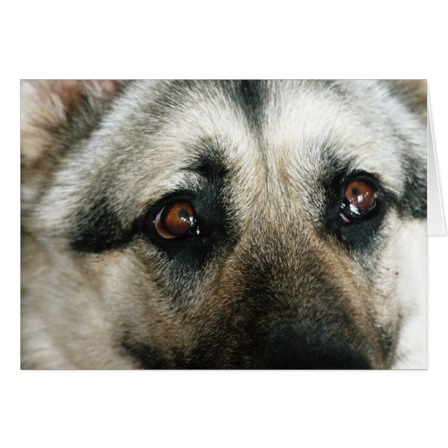 オーストラリア人の近い上りの目 (正面横)