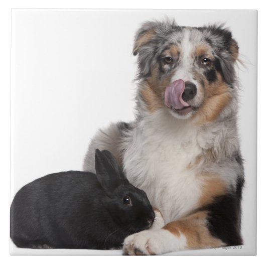 オーストラリア人の隣にあるウサギ(1歳) タイル (正面)