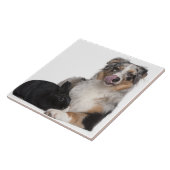 オーストラリア人の隣にあるウサギ(1歳) タイル (側面)