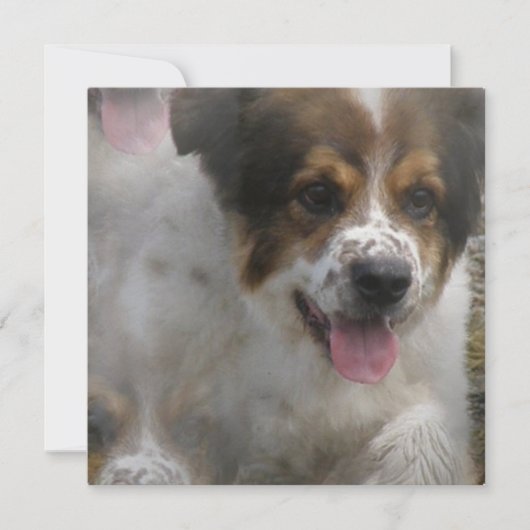 オーストラリア人のSheherdの子犬の招待状 招待状 (正面)